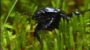 Selkärangatonta menoa: 30.07.2016 18.24