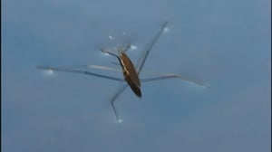 Selkärangatonta menoa: 02.07.2016 18.24