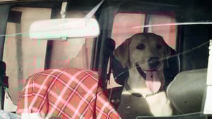 Norsunluukoira: 08.11.2016 00.01