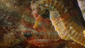 Erikoiset merenelävät: 02.10.2016 08.55