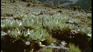 Afrikan luonnon helmiä: 04.01.2017 10.54