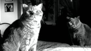 Festivaalipuhetta: 26.11.2016 17.38