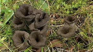 Sienikoulu: Mustatorvisieni ja värikäs torvisienivihannespata: 15.08.2016 09.00