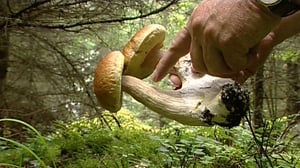 Sienikoulu: Opi lukemaan metsän kieltä: 15.08.2016 09.00