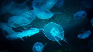 Erikoiset merenelävät: 15.05.2016 08.55