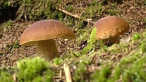 Sienikoulu: Männynherkkutatti ja tattimuikkupata: 15.08.2016 09.00