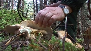 Sienikoulu: Lampaankääpä ja lampaankääpäpihvit: 15.08.2016 09.00