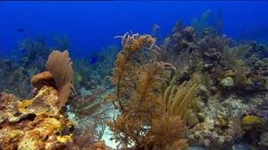 Erikoiset merenelävät: 21.11.2016 14.56