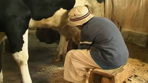 Zip-Zap muu (S): 25.07.2016 18.00