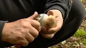 Sienikoulu: Mikä sieni on?: 15.08.2016 09.00