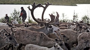 Peltsin Lappi: Porot: 05.11.2016 00.01