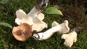 Sienikoulu: Vaaleaorakas ja mehevä orakasohratto: 15.08.2016 09.00