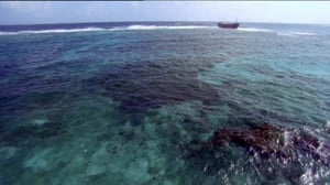 Erikoiset merenelävät: 18.11.2016 13.05