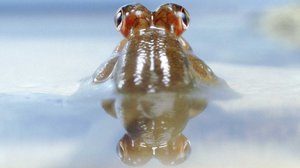 Avara luonto: Luonnon kummajaiset: 07.01.2017 18.15