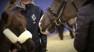 Ratsastuksen maailma: 08.01.2017 17.15