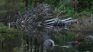 Majavalaakso: 10.01.2017 16.20