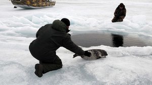 Avara luonto: Järvihylkeiden jäljillä: 14.01.2017 18.30