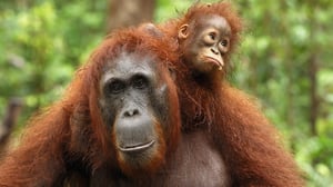 Luontohetki: Attenborough'n erikoiset: 15.01.2017 18.15