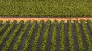 Ihmisen vaikutus planeettaamme: 19.01.2017 20.25