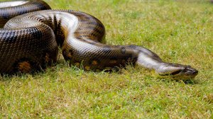 Luontohetki: Attenborough'n erikoiset: 22.01.2017 18.15