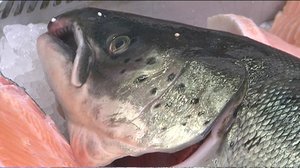 Yle Uutisluokka Triplet: Kalankasvatus siirtyy merestä maalle (S): 24.01.2017 08.06