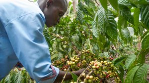 Yle Uutisluokka Triplet: Banaani auttaa kahvia selviytymään ilmastonmuutoksesta (S): 26.01.2017 12.55