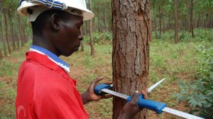 Yle Uutisluokka Triplet: Pohjoismaat metsätalkoissa päiväntasaajalla (S): 26.01.2017 12.59