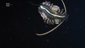 Erikoiset merenelävät: 29.05.2016 08.56