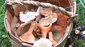 Sienikoulu: Leppärouskut ja ruisrouskupurilainen: 15.08.2016 09.00