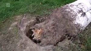 Yle Uutiset selkosuomeksi: 29.08.2016 15.10