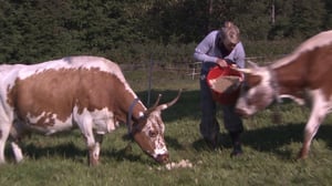 Näin Norjassa: 18.06.2016 19.50