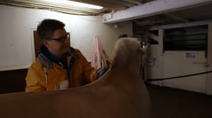 Onks noloo: Harrastaa ratsastusta?: 20.12.2016 08.00