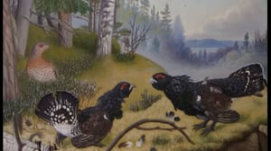 Pohjantähden alla: Taistelevat metsot: 03.06.2016 12.35