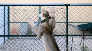 VICE: Illegal Big Cats of Instagram: 01.08.2016 09.00