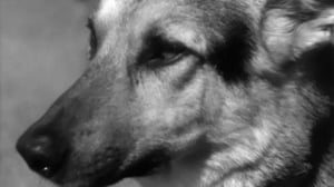 Opaskoira - sokean luotettava ystävä: 26.09.2016 01.00