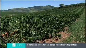 Yle Nyheter TV-nytt: 18.10.2016 17.55