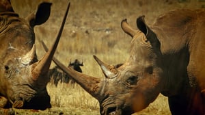 Ulkolinja: Uhkapeliä sukupuutolla: 06.10.2016 22.00