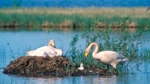 Siipi lumihohtoinen (S): 23.05.2016 09.00