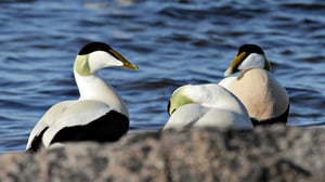 Haahkan vuosi: 02.01.2017 19.00