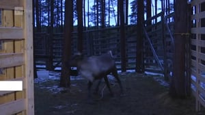 Oddasat: 03.11.2016 20.45