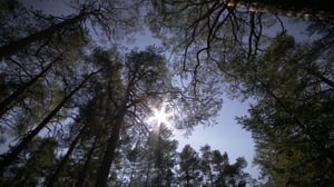 Pisara: 25.06.2016 15.10