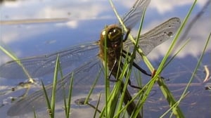 Korentolampi (S): 10.06.2016 09.00