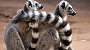 Avara luonto: Eläinmaailman kosiomenoja: 12.08.2016 15.55