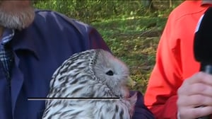 Ylen aamu-tv: Viirupöllöä rengastamassa: 11.05.2016 09.27