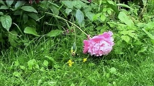 Wilma Vikkelä: 18.08.2016 18.00