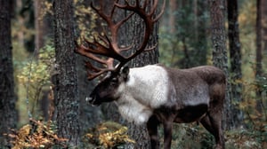 Metsäpeuran paluu: 08.08.2016 09.00