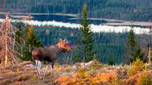 Luontoretkellä: 12.09.2016 12.55