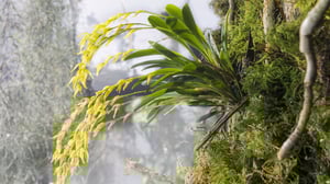 Prisma: Huonosti käyttäytyvät kasvit: 18.05.2016 19.00