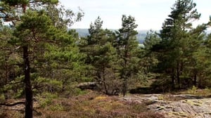 Suunnistuksen MM: Naisten keskimatka: 23.08.2016 16.55