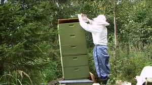 Neljä nenää: Hunajaa: 08.08.2016 18.00